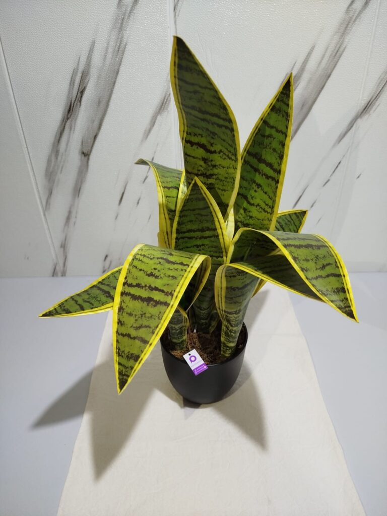 Sansiviera 58 cm