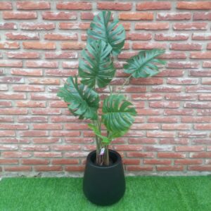Monstera 120 cm