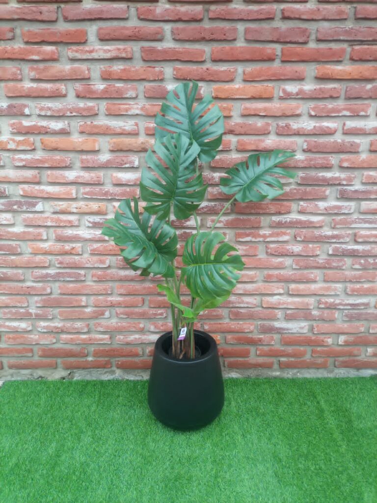 Monstera 120 cm