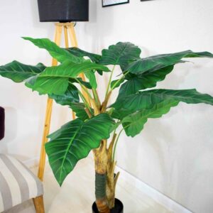 Oreja de elefante 145 cm