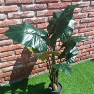 Oreja de elefante 110 cm