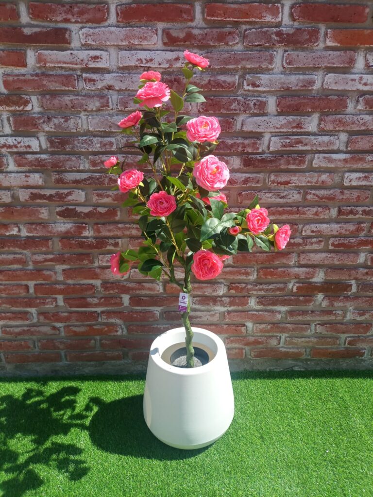 Camelia Rosa 120 cm