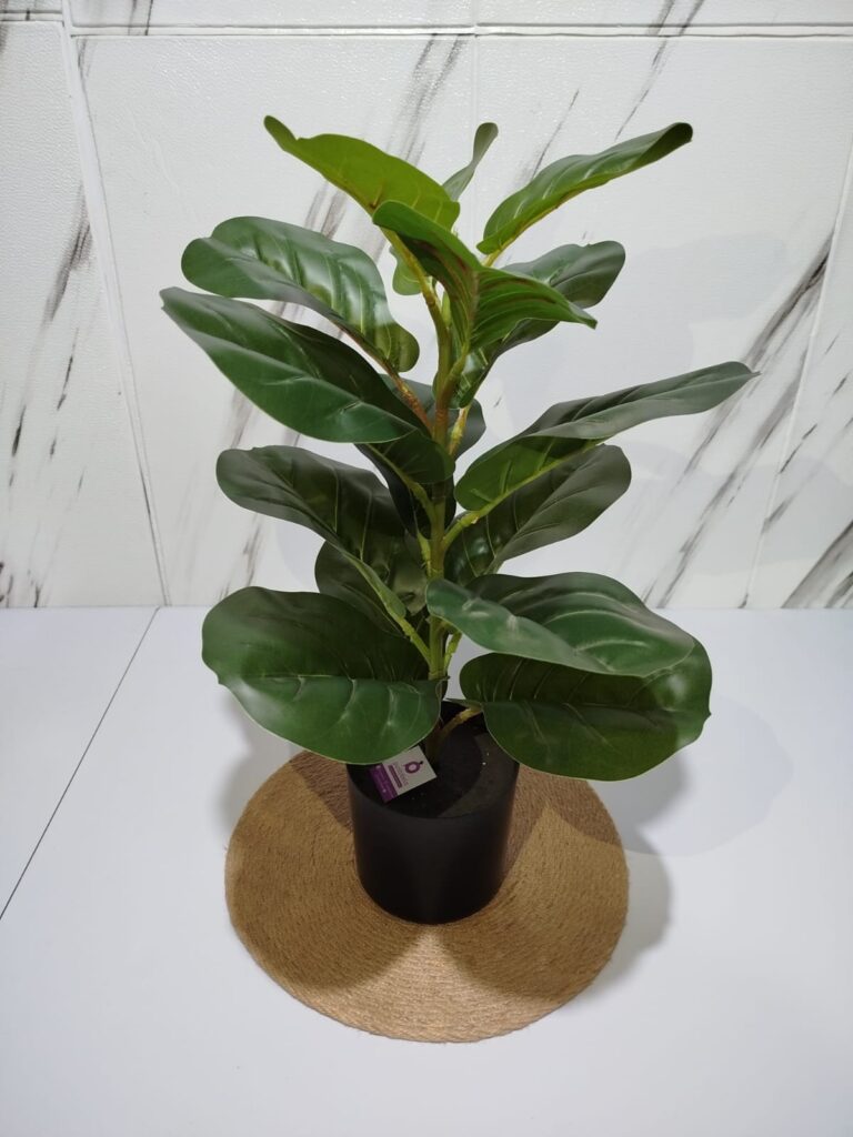 PANDURATA 55 CM