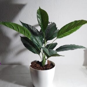Alocasia 60 cm con maceta