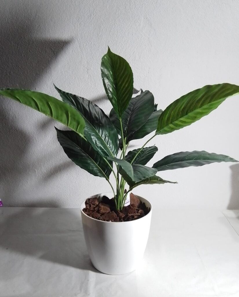 Alocasia 60 cm con maceta