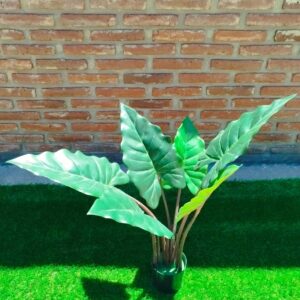 Alocasia 75 cm