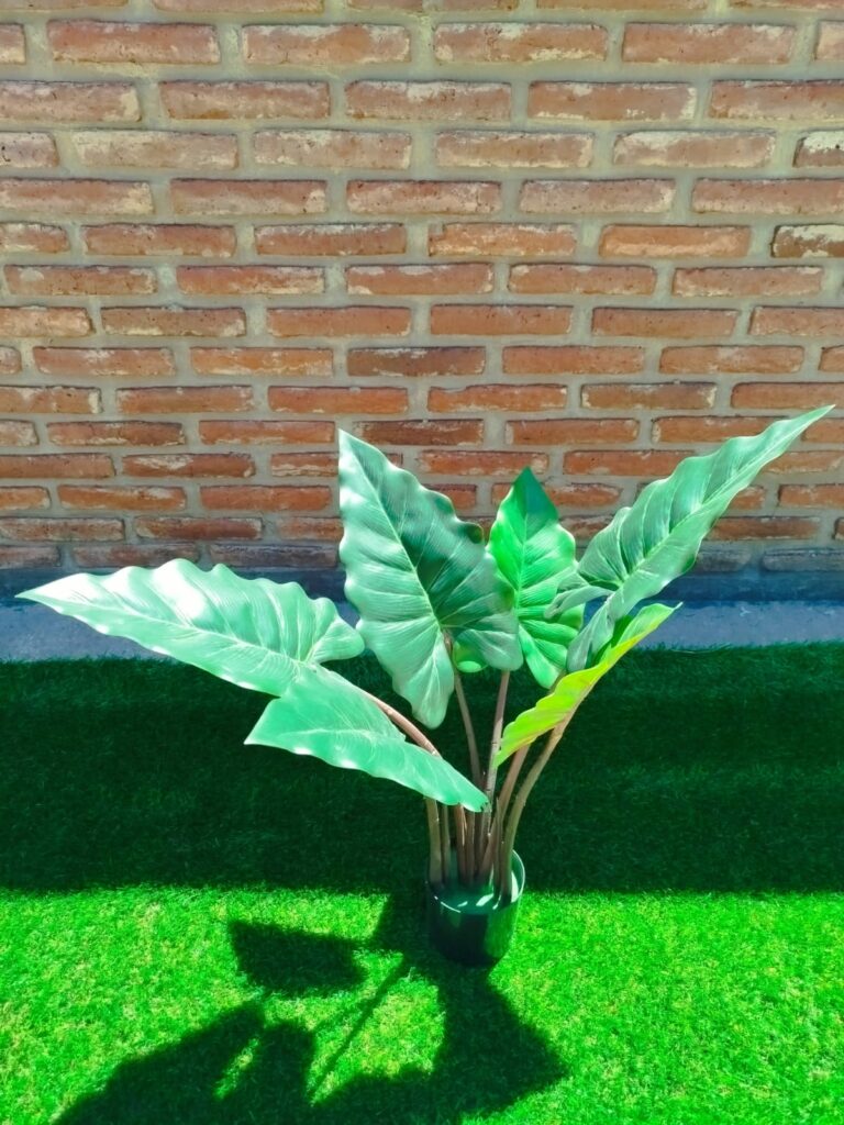 Alocasia 75 cm