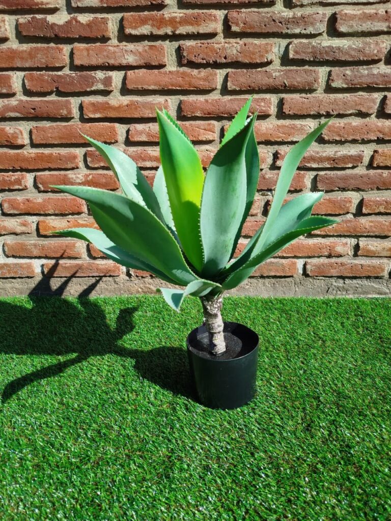 ALOE 60 CM