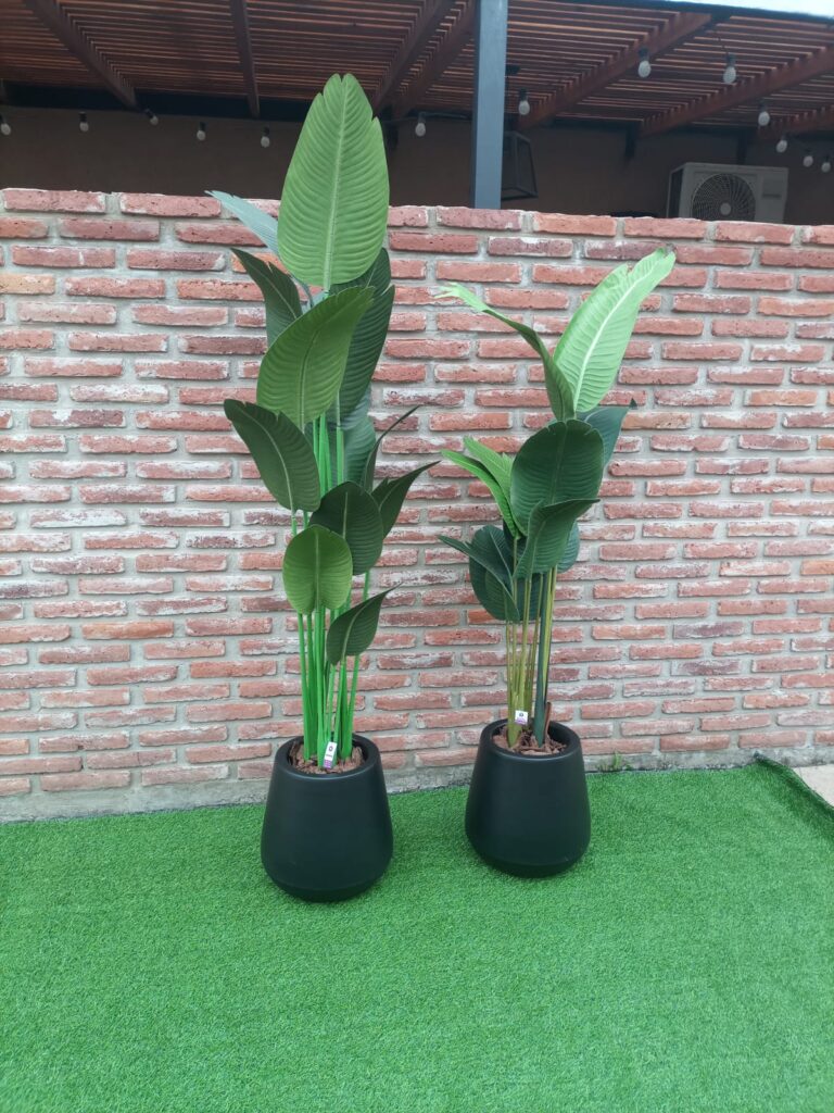 BANANO 160 CM