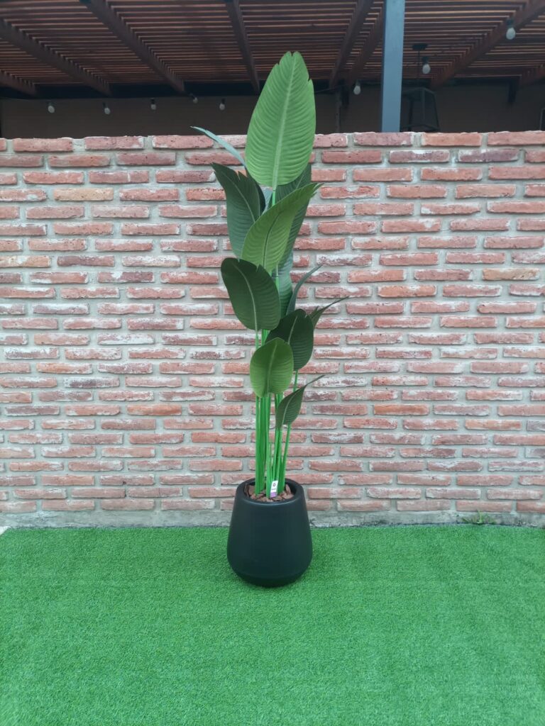 BANANO 180 CM