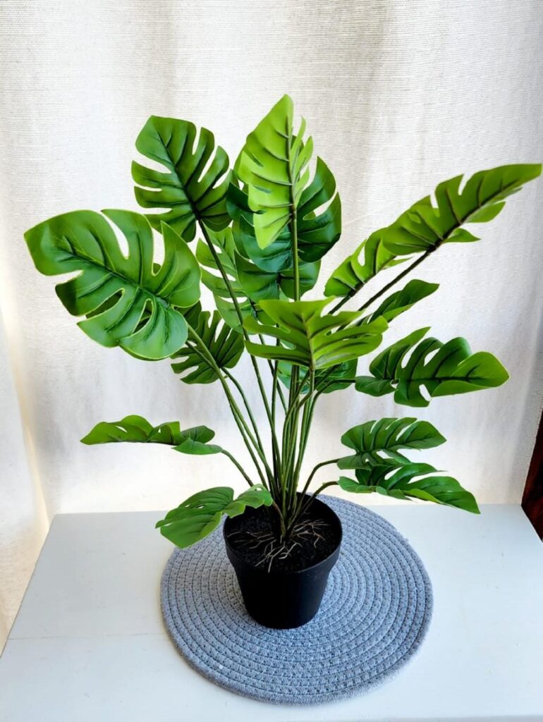 MONSTERA 45 CM