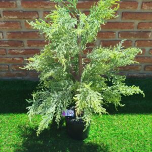 PINO SIMIL NATURAL 80 CM