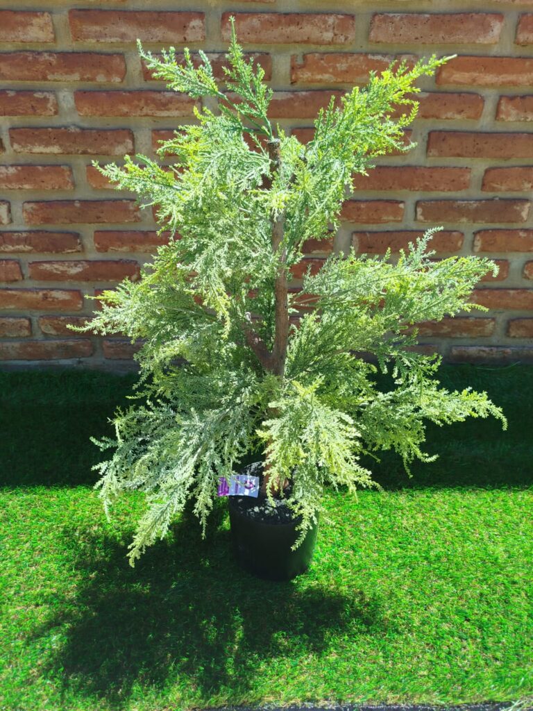 PINO SIMIL NATURAL 80 CM