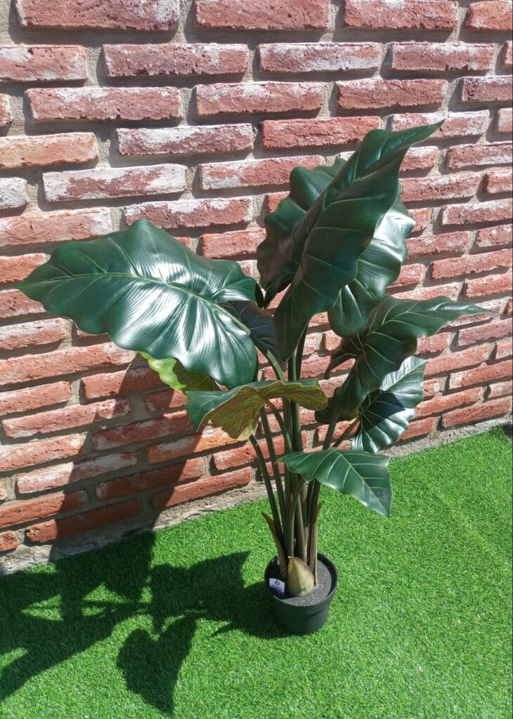 Alocasia 110 cm