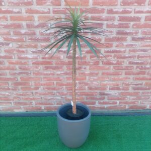 YUCCA 121 CM